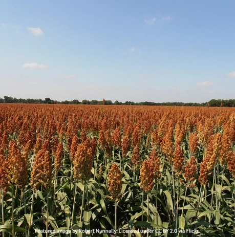 US scientists seek to improve sorghum for biofuel