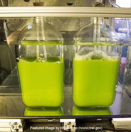 NREL boosts algae fuel yields through improved process
