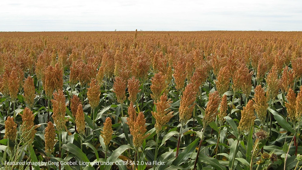 US trade group seeks opportunities in Turkey for US DDGS, sorghum