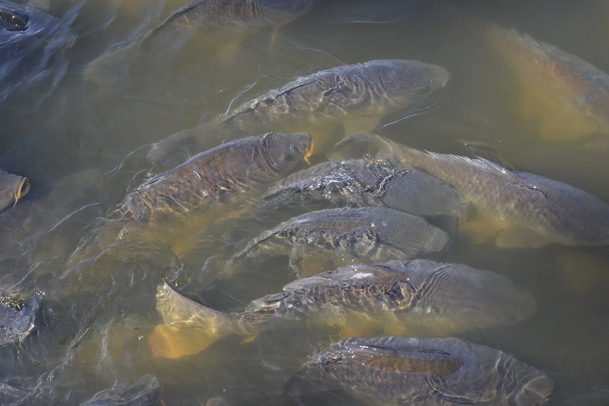 DDGS boosts carp yield in Hungarian study