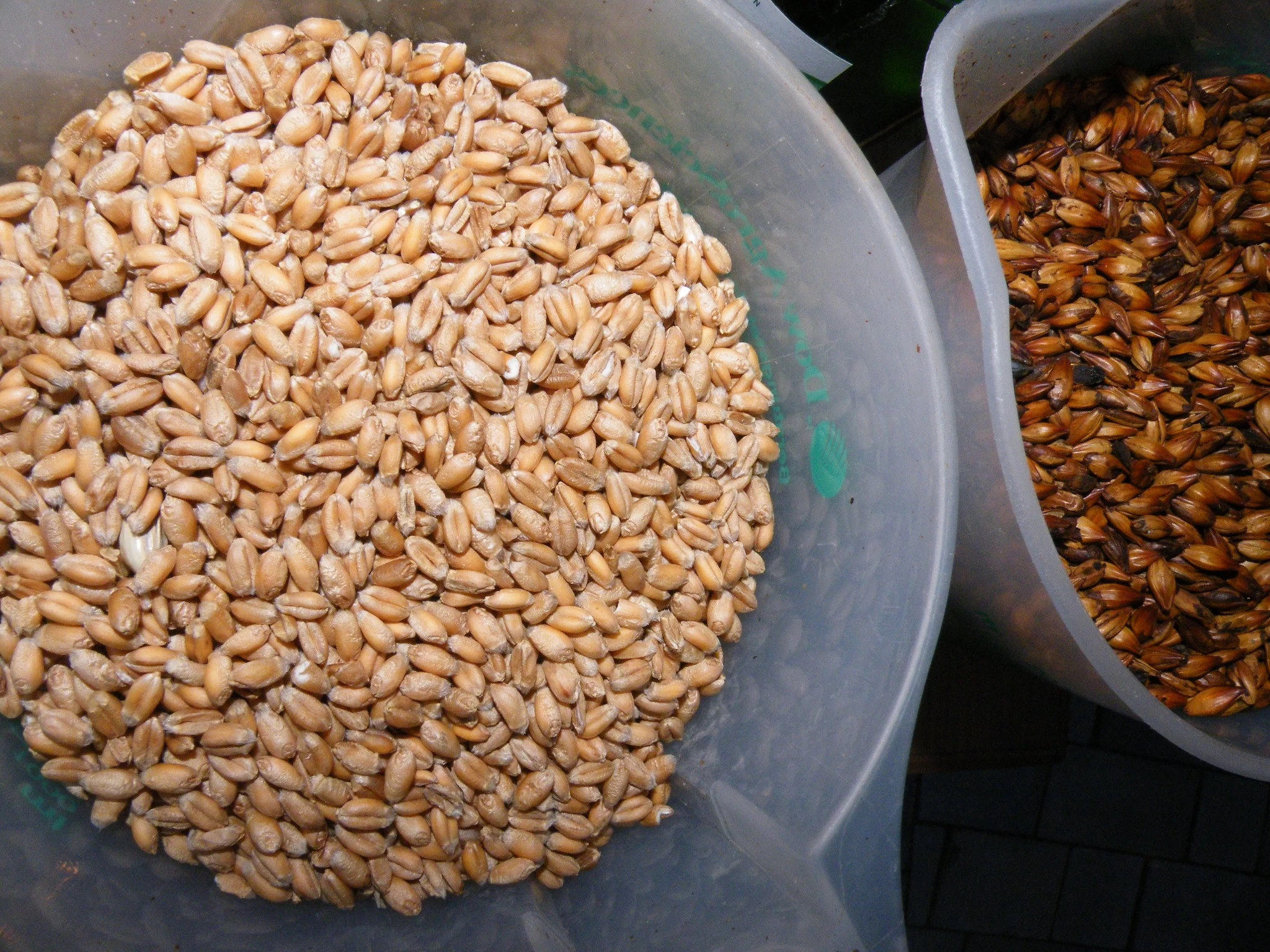 Каква пшеница предпочитат производителите на шотландско уиски