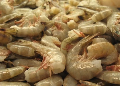DDGS promoted at first Global Shrimp Forum