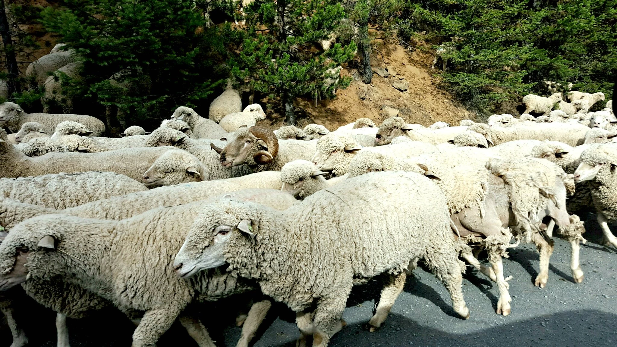 DDGS може да намали метана от овцете според аржентинско изследване