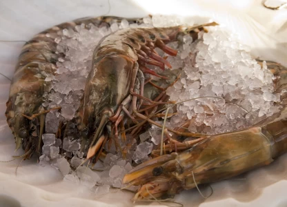 DDGS shows promise in shrimp farming