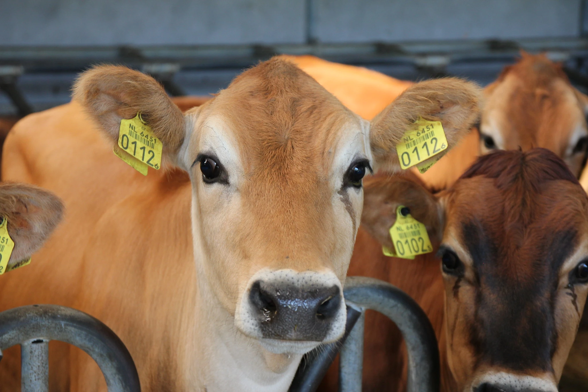 DDGS and straw can be used in cow diets when water issues hit alfalfa ...