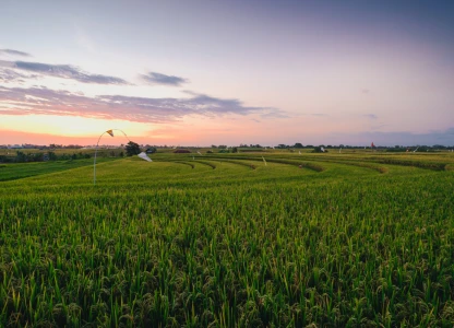 Brazil Prioritizes Corn for Ethanol and Feed