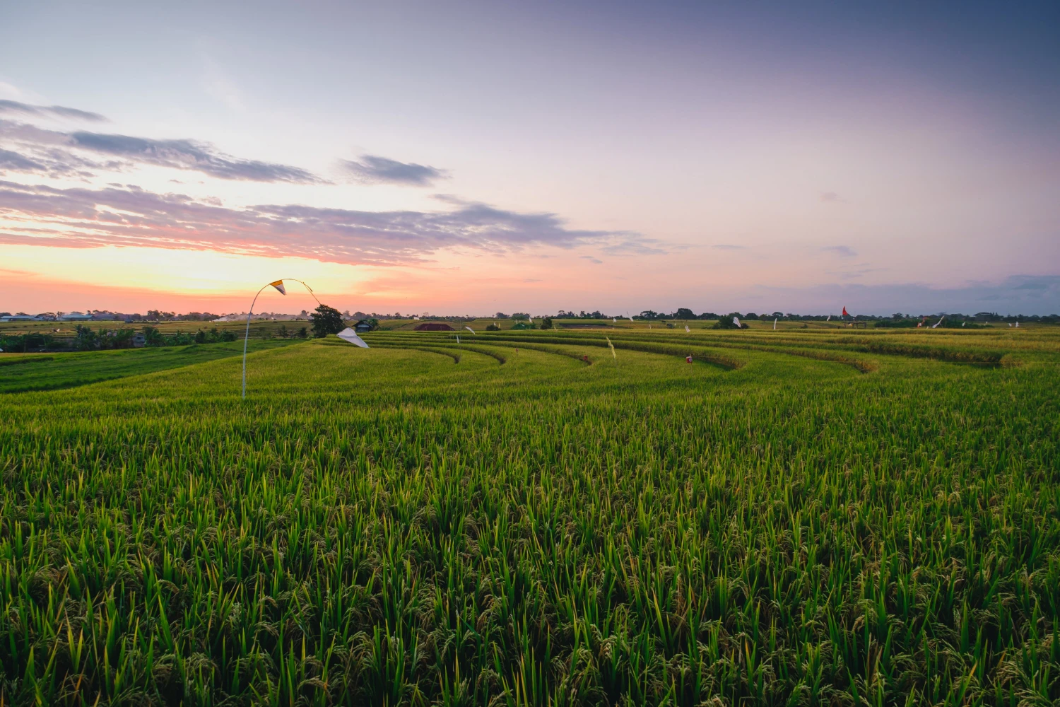 Brazil Prioritizes Corn for Ethanol and Feed