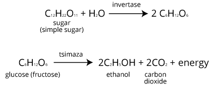 ethanol fermentation equation